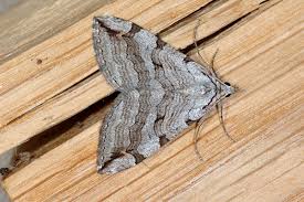 Image result for Aplocera efformata