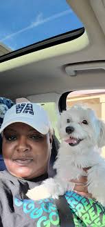 Missing Light Blue/Turquoise Bird in Gilbert