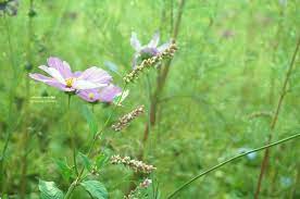 20150106 草浪中的妳 無須尋他千百度 一眼就是妳 早安 今天也成功早起了 昨晚也有成功早睡 感謝讚美主 吃飽就來準備出門去召會囉 plants