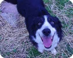 Oliver Springs Tn Border Collie Meet Jack A Dog For Adoption Border Collie Dog Adoption Collie