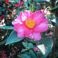 Monrovia On Instagram Thankful For Camellias Like Our Kanjiro Camellia For The Use Of Its Leaves To Make Tea It S How To Make Tea Plants Foundation Planting
