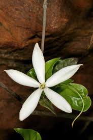 Image result for Leptactina