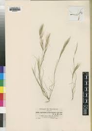 Image result for Aristida stipitata