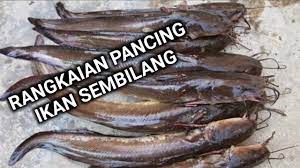 Yang popular mestilah ikan keli salai masak lemak cili padi.dengan rasa santan pekat dan aroma salai ikan, memang bertambah nasi.kalau anda datang ke sini, antara tempat untuk mendapatkan produk salai yang popular seperti ikan sembilang,itik,ayam kampung dan daging salai, adalah jalan menuju. Download Sembilang Mp4 3gp Naijagreenmovies Netnaija Fzmovies