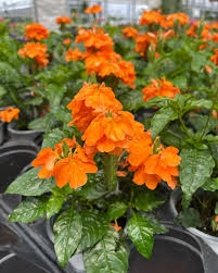 Image result for Crossandra