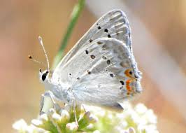 Image result for Lotononis carinata