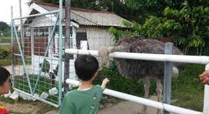 Gilroy ostrich farm is temporarily closed monday & tuesday due to gilroy fire. Smart Travel Travel Guide Application