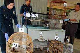 Keunikan makanan burung punai dengan bahan dasar burung punai yang tidak dijumpai di sembarang daerah, menjadikan makanan satu ini unik dan menarik para wisatawan untuk mencoba rasanya. Perhilitan Rampas Burung Dilindungi Bernilai Lebih Rm50 000 Semasa Mstar