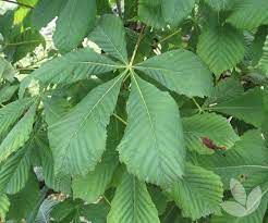 Aesculus Hippocastanum Common Horse Chestnut Trees Speciality Trees