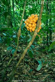 Image result for Uvaria angolensis