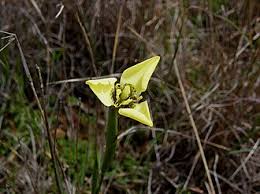 Image result for Moraea carsonii
