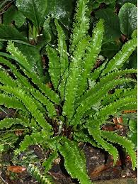 Image result for Asplenium