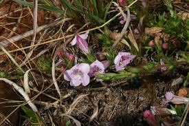 Image result for Graderia