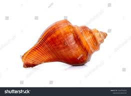 Image result for Cochlidium