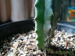 Eso me ha pasado con muchas cosas y últimamente me ha pasado con los cactus que.¡me encantan! Cactuseros Com