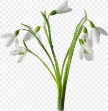 Flower Flowering Plant Galanthus Snowdrop Plant Png 1241x1280px Watercolor Cut Flowers Flower Flowering Plant Galanthus Download