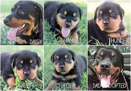 Advertise, sell, buy and rehome rottweiler dogs and puppies with pets4homes. Pittsburg Ks Rottweiler Meet Daisy S 5 Puppies A Pet For Adoption