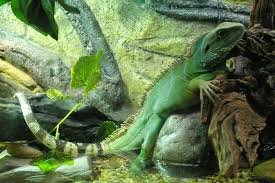 The chinese water dragon (physignathus cocincinus) is a species of agamid lizard native to china and mainland southeast asia. File 0051 20090621 Chinese Water Dragon Jpg Wikimedia Commons