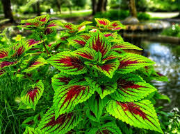 Image result for Coleus sylvestris