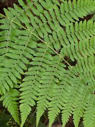 Image result for Oleandra distenta