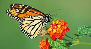 Tipos De Color Mariposa Monarca Buscar Con Google Mariposa Monarca Monarcas Mariposas