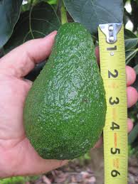 Florida avocado (left) and hass avocado (right). Florida Hass Avocado