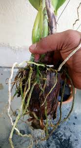 Baik pot berukuran sedang ataupun besar. Cara Tanam Orkid Cattleya Untuk Elak Masalah Akar Mudah Reput Impiana
