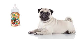 For all of the above reasons, you should not give nsaids, like aspirin and ibuprofen, or other pain relievers. Can I Give My Pug Baby Aspirin A Guide On How To Do It