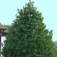 Laurus Nobilis Laurier Sauce Laurier Noble D Apollon Amenagement Jardin Laurier Sauce Et Idees Jardin