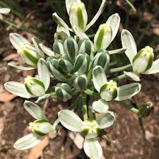 Image result for Albuca setosa