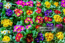 Image result for Primulaceae