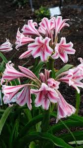 Image result for Crinum rautanenianum