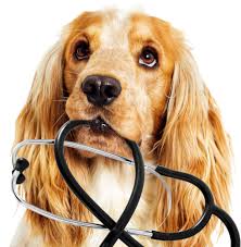 Here you will find resources about pet health in general as well as for specific types of pets. Dog Health And 5 Easy Ways To Achieve This Wellness Galleria