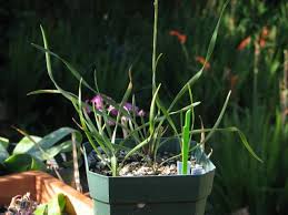 Image result for Tulbaghia cameronii