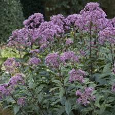 Image result for Chlorophytum perfoliatum