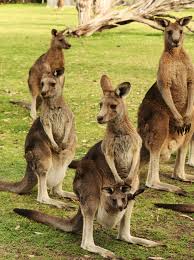 We did not find results for: The Little Mail Carriers In Australia
