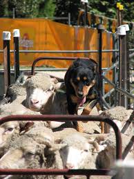 Check spelling or type a new query. Domestication Wikipedia