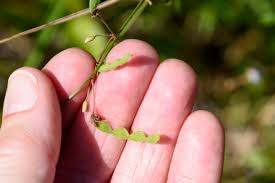 Image result for Asclepias adscendens