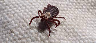 Bed bugs are famously difficult to spot. Bed Bug Or Tick What S In My Home Abc Blog