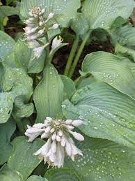 When should i plant hostas? Hosta Wikipedia