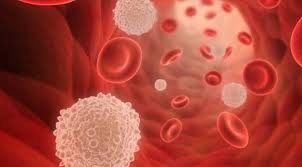 Penyakit kurang darah dalam istilah medis disebut sebagai anemia. Kenali Penyakit Berbahaya Kelebihan Sel Darah Putih Makassar Terkini