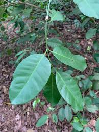 Image result for Hunteria zeylanica