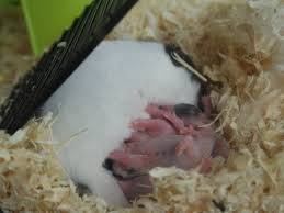 Jan 10, 2021 · what is in hamster food check the expiration dates and get the freshest bag you can get most feed won't last more than three months before it goes bad a syrian hamster will only eat one to two tablespoons of food per day dwarf hamsters have higher metabolisms so they will consume the same amount. 6 Things You Should Never Do If Your Hamster Has Babies Pethelpful