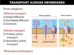 Image Result For Simple Vs Facilitated Diffusion Membrane Plasma Membrane Passive Transport
