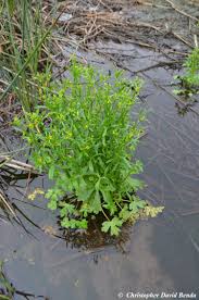 Image result for Ranunculus sceleratus