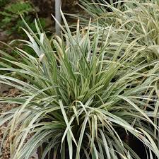 Image result for Lily Turf