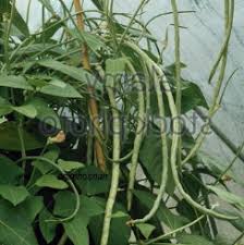 Menanam kacang panjang renek dalam polibag. Anim Agro Technology Kacang Panjang Renek