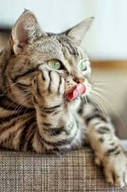 Pin By Mohammed Rafi M S On Cats In 2020 Kittens Cutest Cute Cats Cute Cats And Kittens