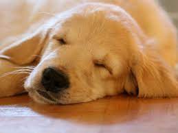 Why Do Dogs Twitch In Their Sleep American Kennel Club Dog Shaking Sleeping Dogs Golden Retriever Sleeping