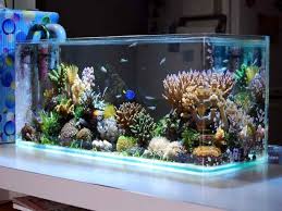 Pin By George Giannakis On Home Saltwater Aquarium Saltwater Aquarium Fish Fish Tank Decorations